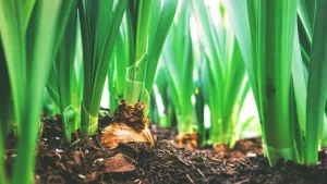 How to Get the Best Crop Insurance Quotes in Kenya: A Guide for Farmers